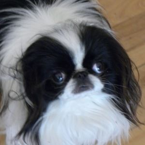 Meet your Posher, Anne